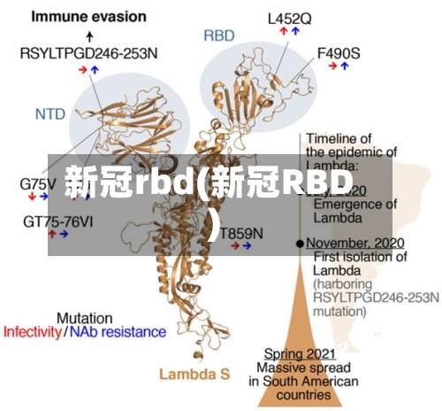 新冠rbd(新冠RBD)